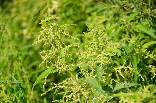 Flowers of the Stinging nettle, Urtica dioica