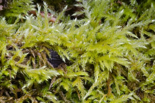 Closeup of a moss in a forest, light green background