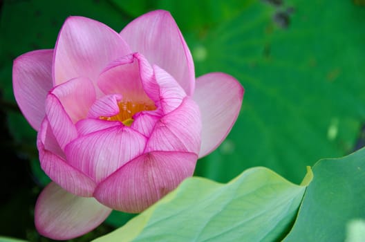 Detail of a beautiful pink lotus flower, Nelumbo nucifera