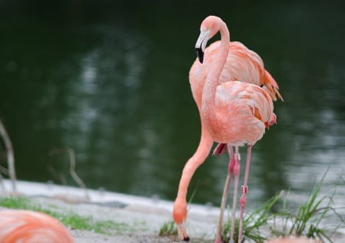 Caribbean Flamingo, Phoenicopterus ruber, in front of a lake