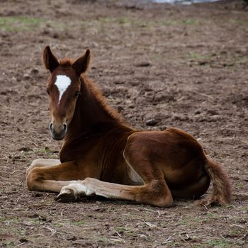 A brown horse foal with white facial marking sitting on the ground