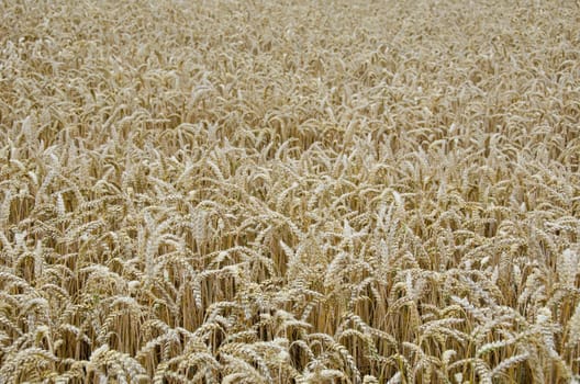 background picture of a wheat field with golden seeds