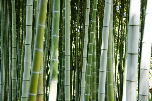 Green bamboo forest background with focus on the stems