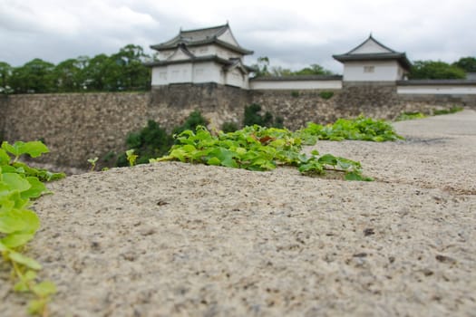 Detail of climbing vine plants on the the fortification wall around Osaka castle