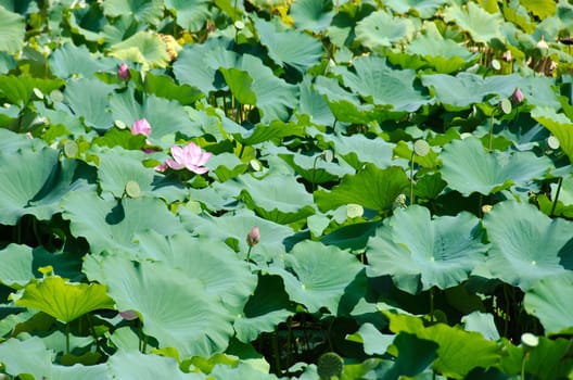 Field of Lotus plants, Nelumbo nucifera, in a japanese pond