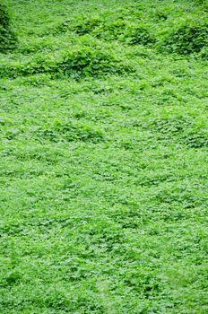 Natural green background consisting of several weeds
