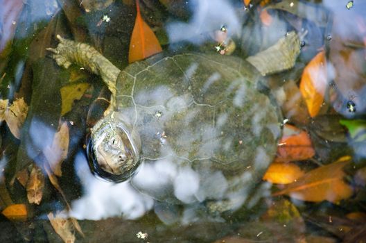 Japanese pond turtle, Mauremys japonica, in its natural habitat