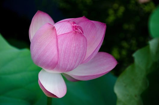 Detail of a beautiful pink lotus flower with closed petals, Nelumbo nucifera