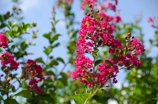 Closeup of the red flowers of Lagerstroemia indica Crape myrtle or Crepe myrtle in September in Japan