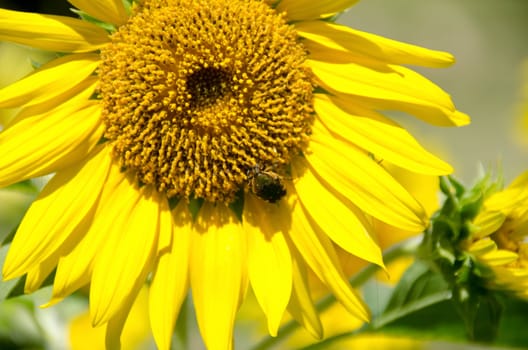 Detail of a sun flower with a beetle crawling in between the petals
