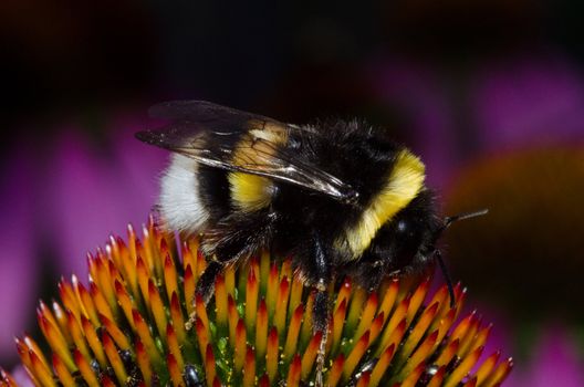 Large earth bumblebee, Bombus terrestris, sitting on a big flower head