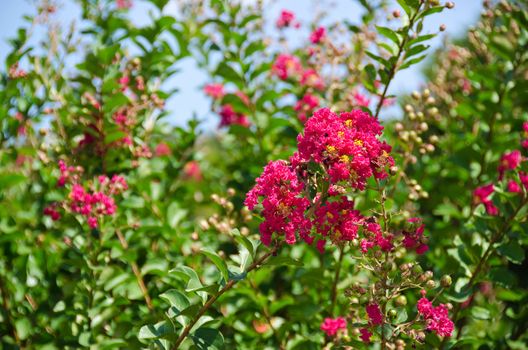 Closeup of the red flowers of Lagerstroemia indica Crape myrtle or Crepe myrtle in September in Japan