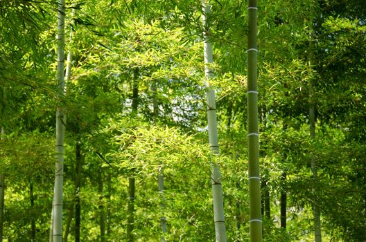 Background of a green japanese bamboo forest seen from below