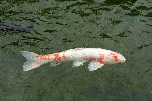White japanese koi with red dots swimming in water