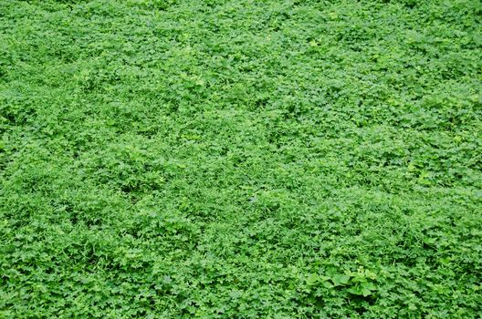 Natural green background consisting of several weeds