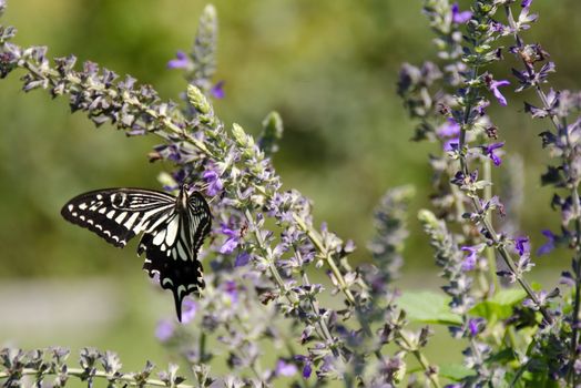 Asian Swallowtail sitting on a flower and drinking nectar