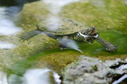 Chinese pond turtle sitting in water, Mauremys reevesii, an endangered species