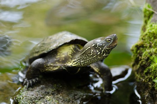 Chinese pond turtle sitting on a stone in water, Mauremys reevesii, an endangered species
