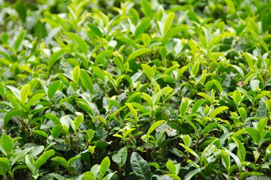 A japanese green tea plant with fresh leaves