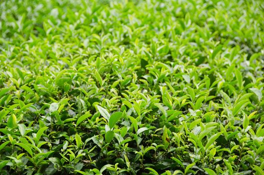 Japanese green tea plant with fresh leaves