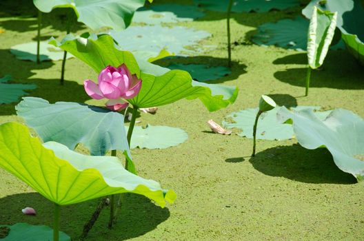 Lotus flower, Nelumbo nucifera, with green lotus leaves in a pond