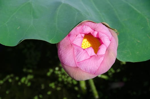 Detail of a beautiful pink lotus flower, Nelumbo nucifera