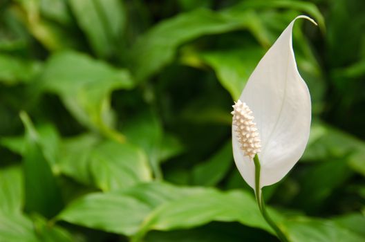 White flower of a  Peace Lily, from the genus Spathiphyllum in front of green background