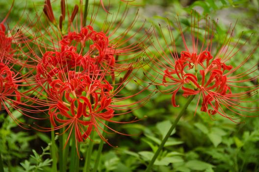 Flowers of the Red spider lily, Lycoris radiata