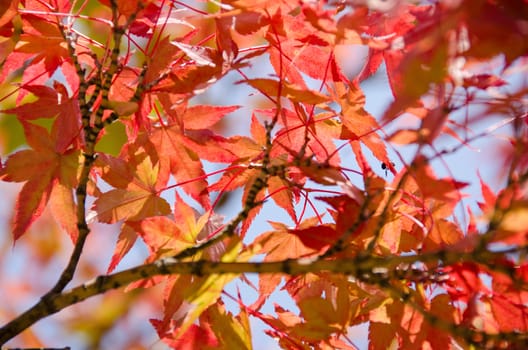 Red leaves of the japanese maple in autumn, foliage