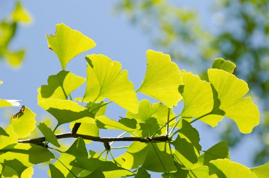 Leaves of Ginkgo biloba on the tree in sunshine with blue sky in background