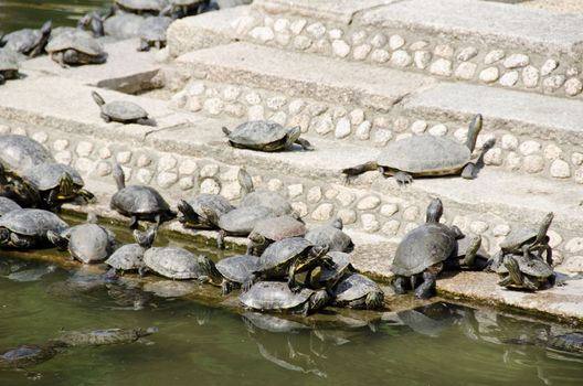 Trachemys scripta elegans - Red-Eared Sliders, on the stairs of a temple pond