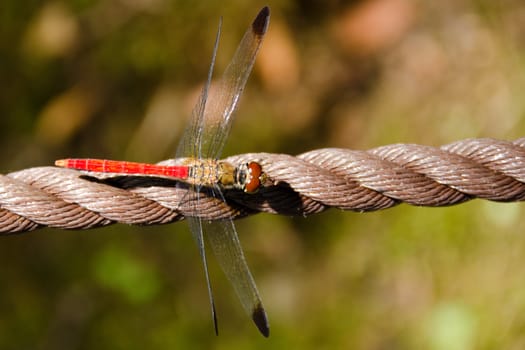 Red japanese dragonfly sitting on a rope in daylight