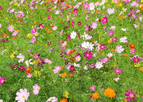 A field of cosmos flowers, Cosmos bipinnatus, in Japan