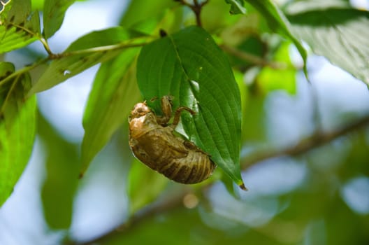 Empty exuvia of a Cicada on a green leaf