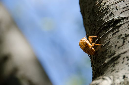 Empty exuvia of a Cicada on tree stem