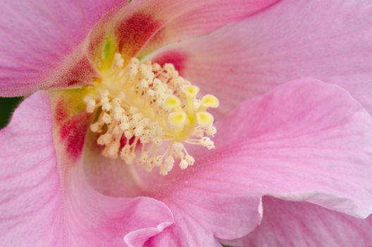 Detail of a beautiful pink hibiscus flower, 