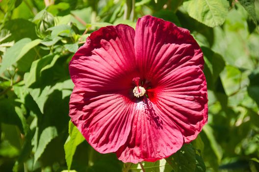 big red hibiscus flower in front of green background