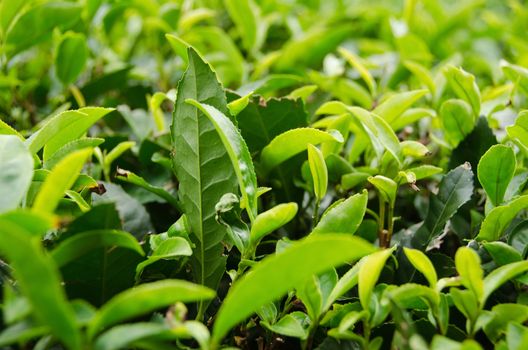 Detail of a japanese green tea plant with fresh leaves
