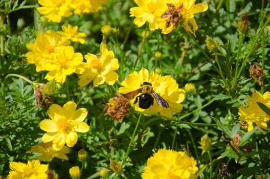Japanese carpenter bee, Xylocopa (Alloxylocopa) appendiculata circumvolans on a yellow cosmos flower