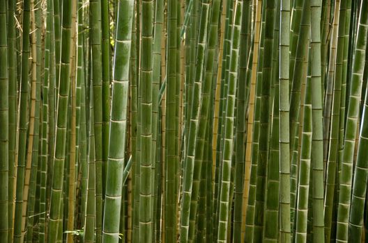 Background of a green stems of a japanese bamboo forest seen from the side