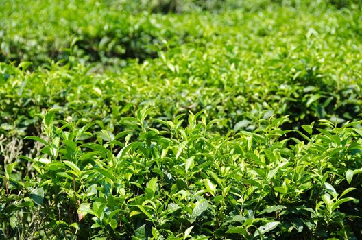 Several green tea plants on a plantation in japan