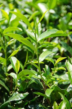 Closeup of fresh green tea leaves on a tea bush in japan