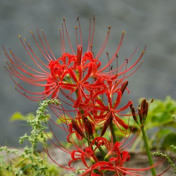 Flowers of the Red spider lily, Lycoris radiata