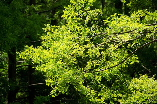 A branch of  green leaves in backlight, in front of a dark background