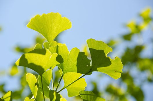 Leaves of Ginkgo biloba on the tree in sunshine with blue sky in background