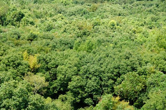 Japanese deciduous forest canopy as seen from above in summer in Osaka, Japan