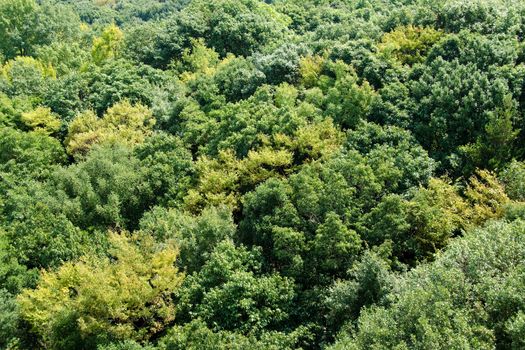 Japanese deciduous forest canopy as seen from above in summer in Osaka, Japan