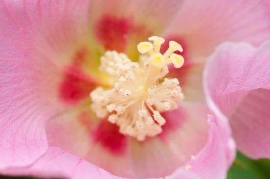 Detail of a beautiful pink hibiscus flower, 