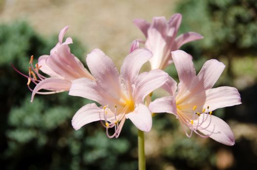 Closeup of the flowers of the Resurrection lily, Lycoris squamigera (kitsune no kamisori in japanese)