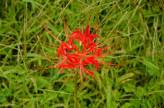 Flower of the Red spider lily, Lycoris radiata